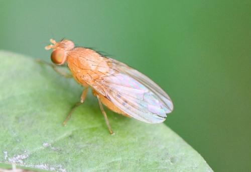Réf. 241 892 : Sapromyzosoma laevatrispina